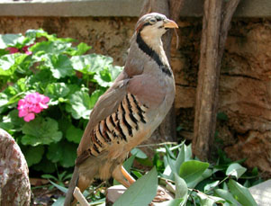 � ��������� �������-CHUKAR, ��������� ���� �����