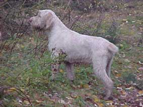 SPINONE