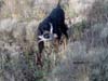 Aoos-Midia-aport-Chukar[1]