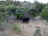 Aoos-Niva-hunting-Phasianu[1]