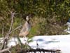 Greece-AlectorisChukar-Part%7E1[1]