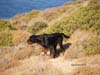 Greece-AlectorisChukar-Partr[1]