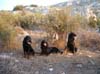 Olympos-Niva-Midia-Greece-C%7E0[1]