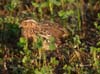 Quail-HuntinginHellas%7E0[1]