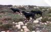 aoos-niva-oletros-midia