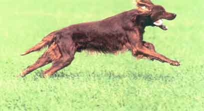 Irish Setter