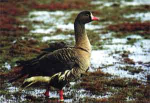  � �������� (Anser erythropus) 