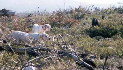 O� ������� ���� , ���� , ������ 2002 