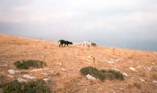 Niva , Renos,   