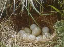 Τα αυγά στην φωλιά