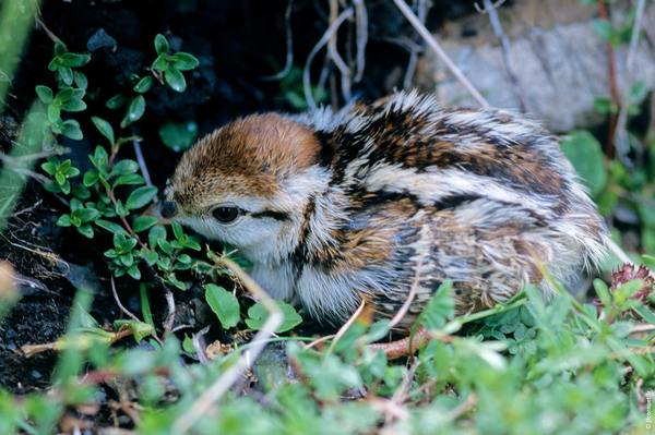 ALECTORIS GRAECA 