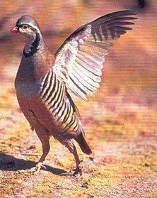 Alectoris Graeca- H  