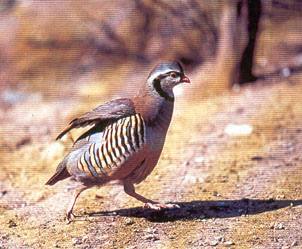 Alectoris Graeca - H    