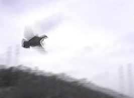 H , Alectoris Graeca