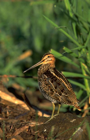 To  - Gallinago gallinago