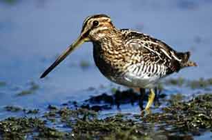   (Gallinago gallinago) :  .
