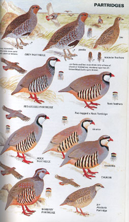 ������� 2