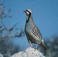 Alectoris Chukar