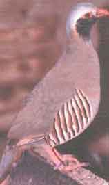 Alectoris Philpys