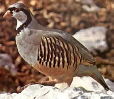 Alectoris Gr Saxatilis (Appenina)