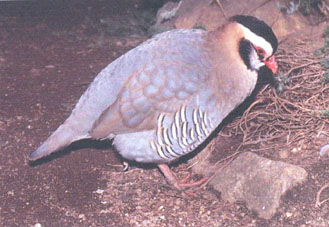 Alectoris Melanocephala