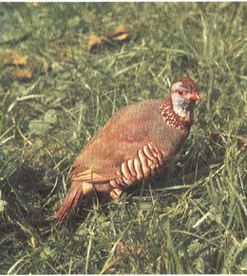 Alectoris Barbara