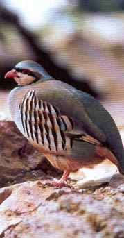 Alectoris Chukar