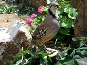 � �������� ����������� - �lectoris Graeca 