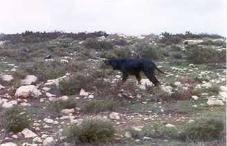 ������ �� ����������� ��������