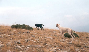 �� ������ ������� ����-����