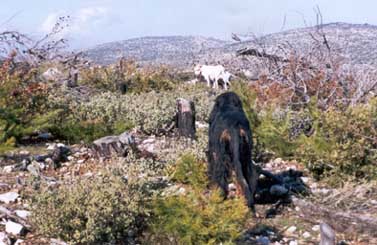 � ��������� ����