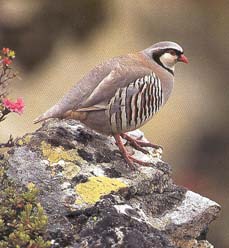 O����� ��� ���������