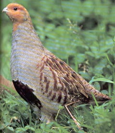 Perdix-perdix H ������ �������-Perdix-perdix 