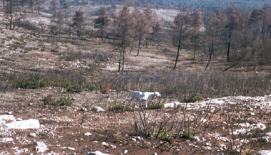 ��� ����� ����� �� ������� - ����