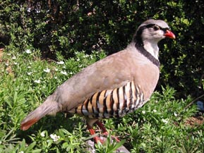 Alectoris Gr Saxatilis