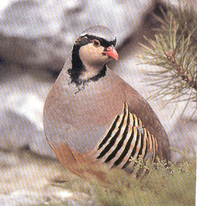 Alectoris Gr whitakeri