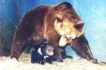 ������ ��� ����� 2-4 ����� 