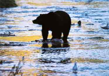 ��� ����� ������� Ursus Arctos