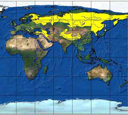 � �������� ��� �������� URSUS ARCTOS ������ �� �� ������� !