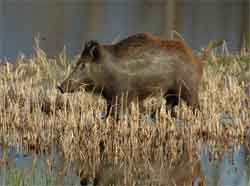 Aγριόχοιρος !