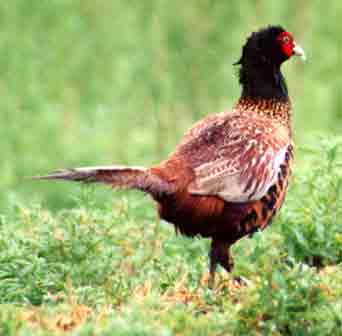 PHASIANUS COLCHICUS !
