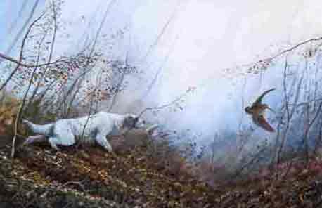 Hunting woodcock !