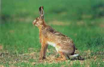 LEPUS VULGARIS !