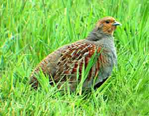Perdix Perdix !