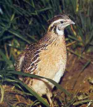 COTURNIX COTURNIX !