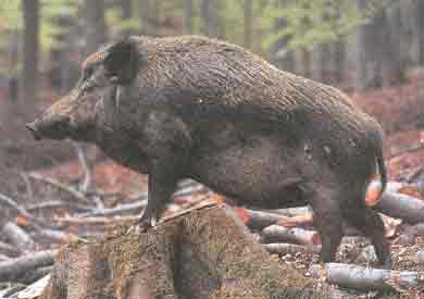 SUS SCROFA !