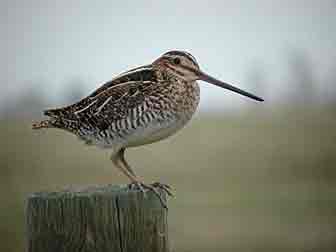 Gallinago Gallinago !