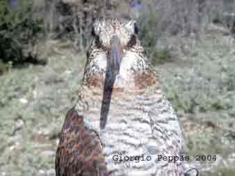 �������� 2004-2005