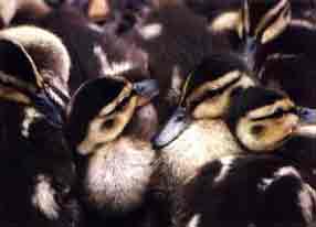  � ����� (���) ��� ������ !