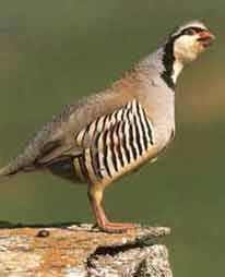 O����� ������� 